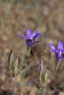 Plancia ëd Brodiaea elegans Hoover