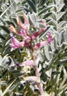 Image of <i>Astragalus <i>mollissimus</i></i> var. mollissimus