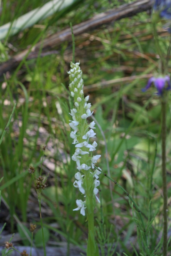 Image of Sierra bog orchid