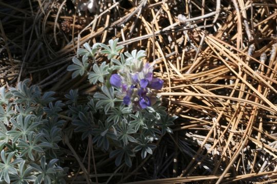 Image de Lupinus breweri var. bryoides C. P. Sm.