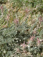 Image of <i>Astragalus <i>mollissimus</i></i> var. mollissimus