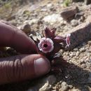 Image of <i>Mimulus mohavensis</i>