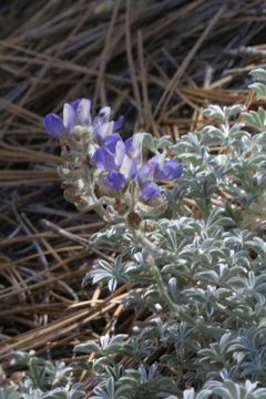 Image de Lupinus breweri var. bryoides C. P. Sm.