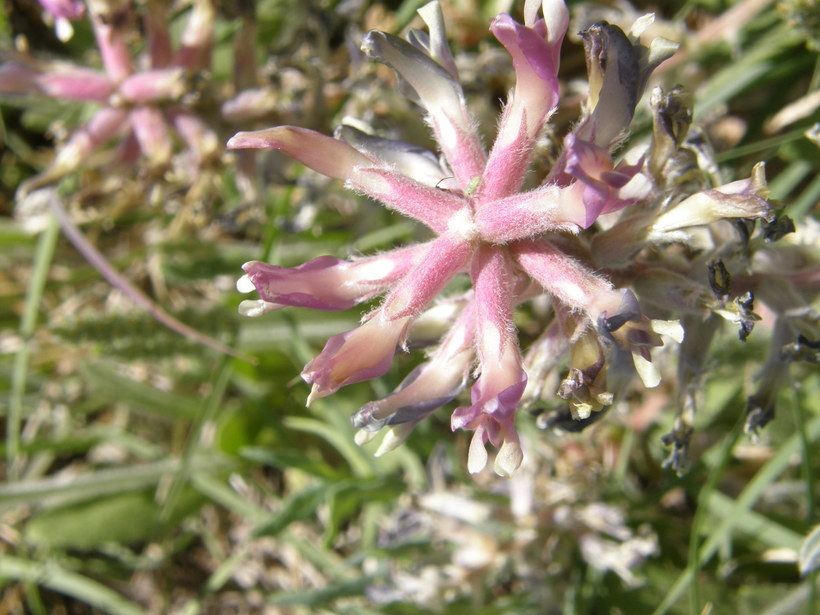 Image of <i>Astragalus <i>mollissimus</i></i> var. mollissimus