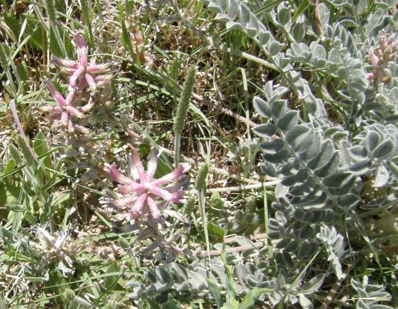 Image of <i>Astragalus <i>mollissimus</i></i> var. mollissimus