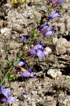 Image of bunchleaf penstemon