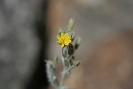 Image of <i>Hieracium argutum</i>