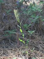 Rumex angiocarpus Murb.的圖片