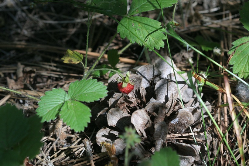 Image of Virginia strawberry