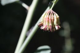 Image of big deervetch