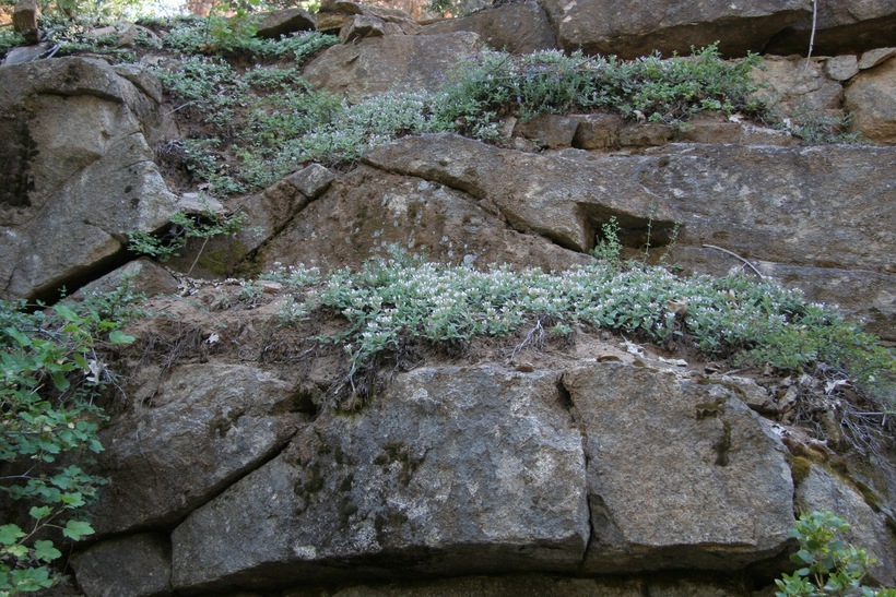 Слика од Draperia systyla (A. Gray) Torr.