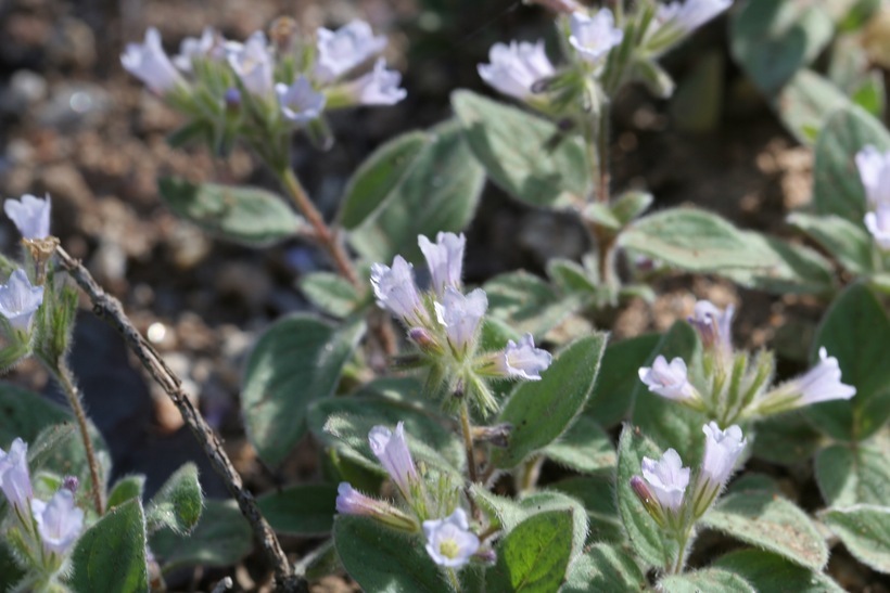 Plancia ëd Draperia systyla (A. Gray) Torr.