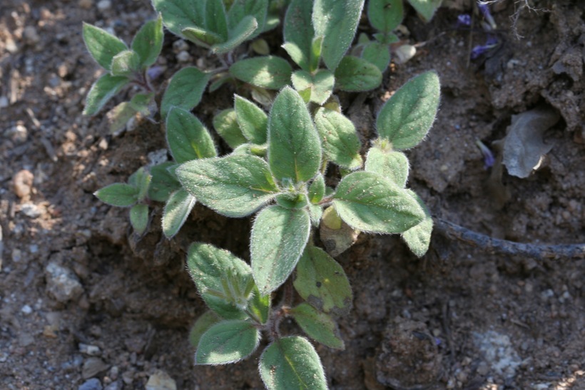 Plancia ëd Draperia systyla (A. Gray) Torr.