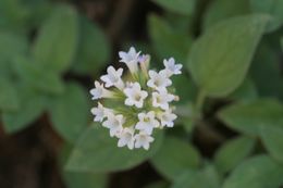 Слика од Draperia systyla (A. Gray) Torr.