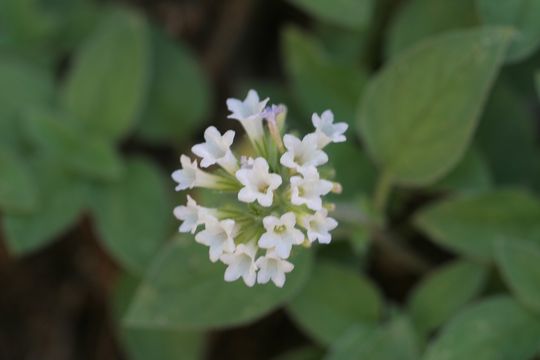 Слика од Draperia systyla (A. Gray) Torr.