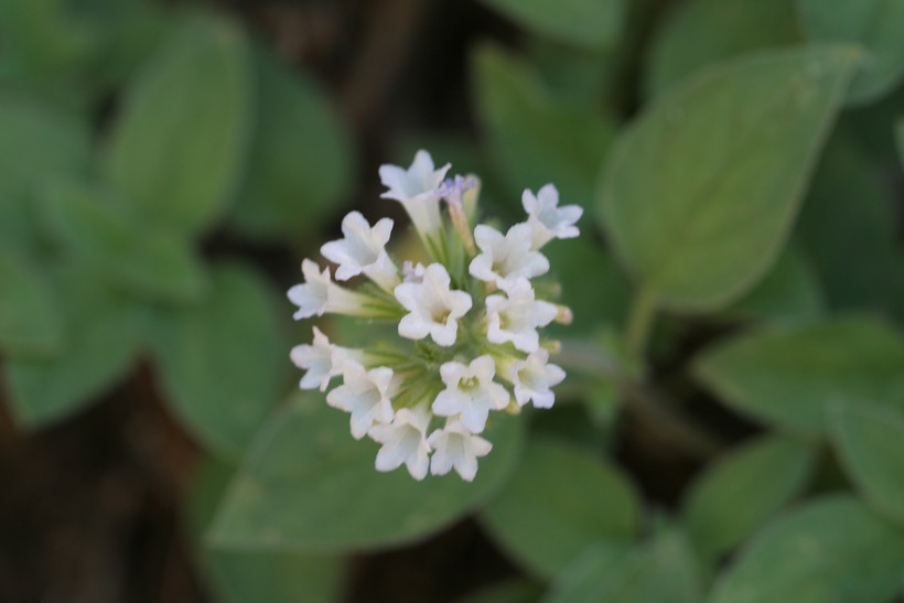 Plancia ëd Draperia systyla (A. Gray) Torr.