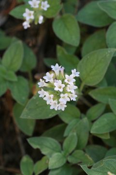 Слика од Draperia systyla (A. Gray) Torr.