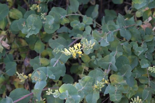 Image de Lonicera interrupta Benth.