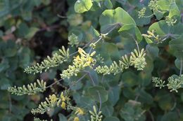 Image of chaparral honeysuckle