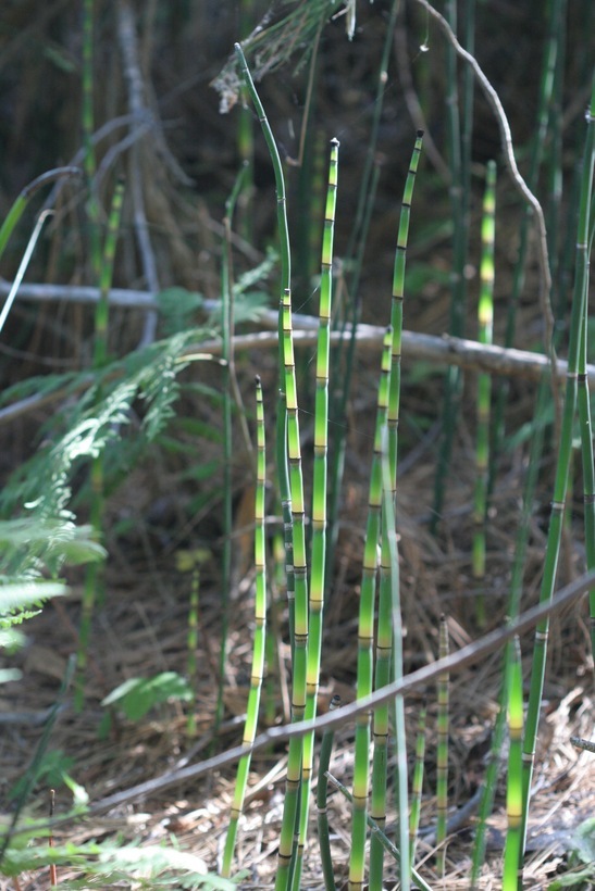 Image of Common Scouring-Rush