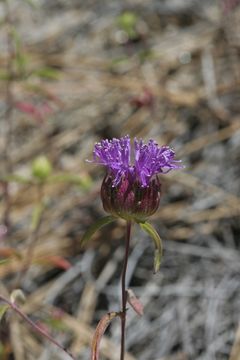 Imagem de Monardella breweri subsp. lanceolata (A. Gray) A. C. Sanders & Elvin