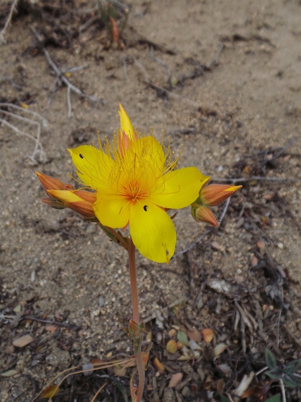 Image of Sierra blazingstar