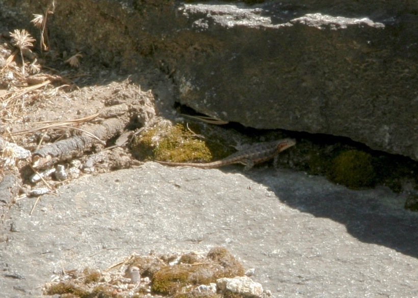 Image of Common Sagebrush Lizard