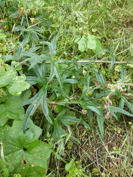 Image of California larkspur