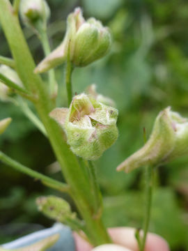 Image of California larkspur