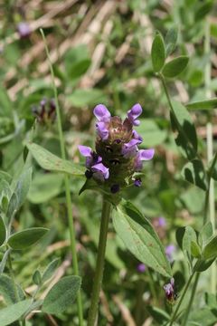 Image of common selfheal