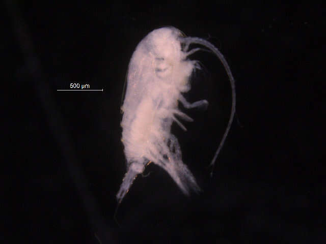 Image of Aetideus Brady 1883