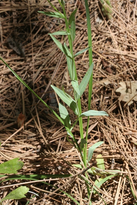 Image of glaucus willowherb