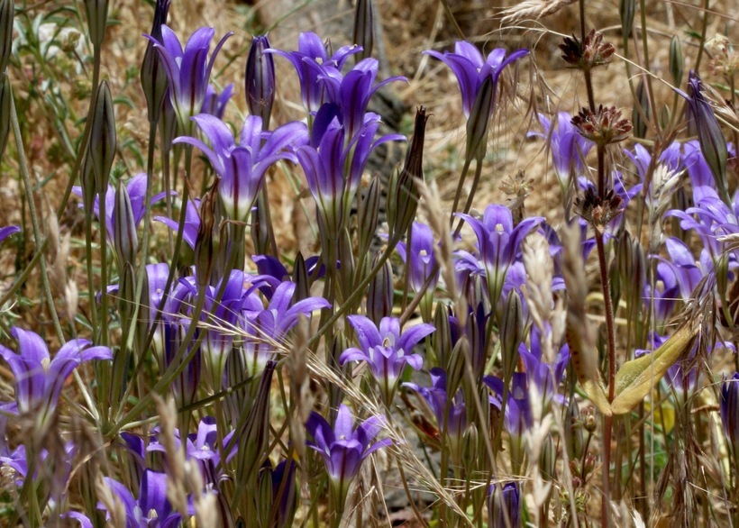 Imagem de Brodiaea elegans Hoover