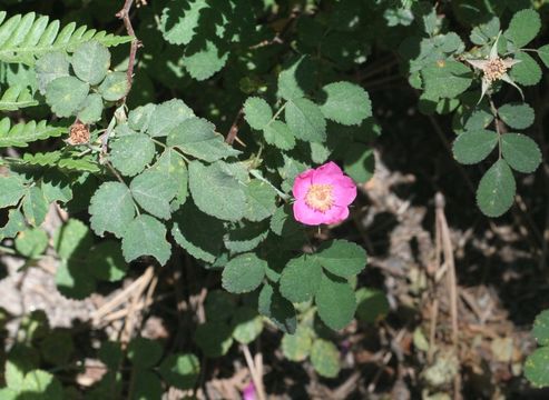 Imagem de Rosa gymnocarpa Nutt. ex Torr. & Gray