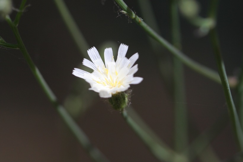 Image of white hawkweed