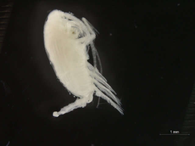 Image of Aetideopsis Sars G. O. 1903