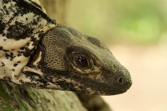 Image of Northeastern Spinytail Iguana