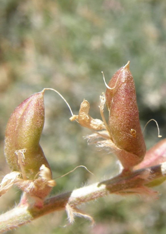 Image of <i>Astragalus <i>mollissimus</i></i> var. mollissimus