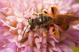 Image of Andrena hattorfiana (Fabricius 1775)