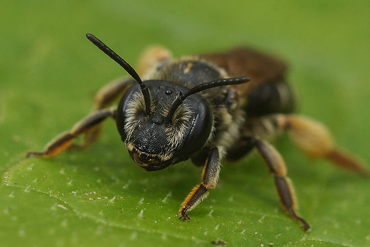 Image of Andrenine bee