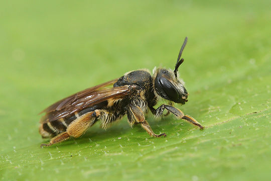 Image of Andrenine bee