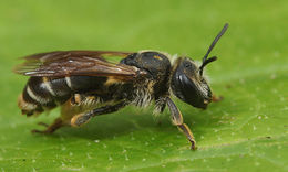 Image of Andrenine bee