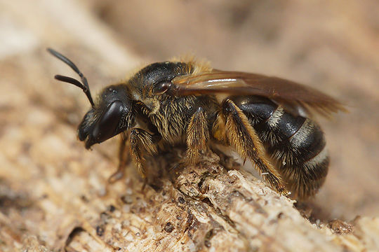 Image of sweat bees