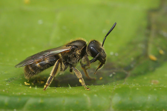 Image of sweat bees