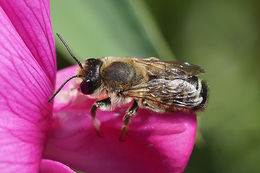 Image of Bee