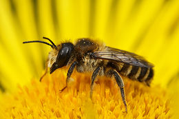 Image of Bee