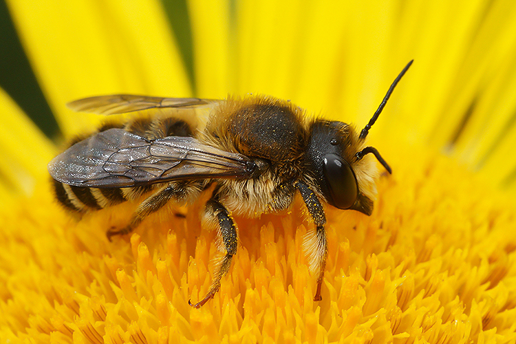 Image of Bee