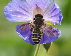 Image of Bee