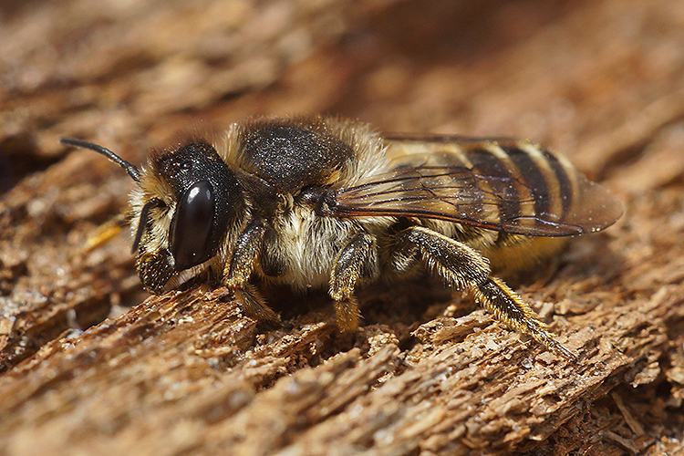 Image of Bee