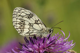 Image of marbled white